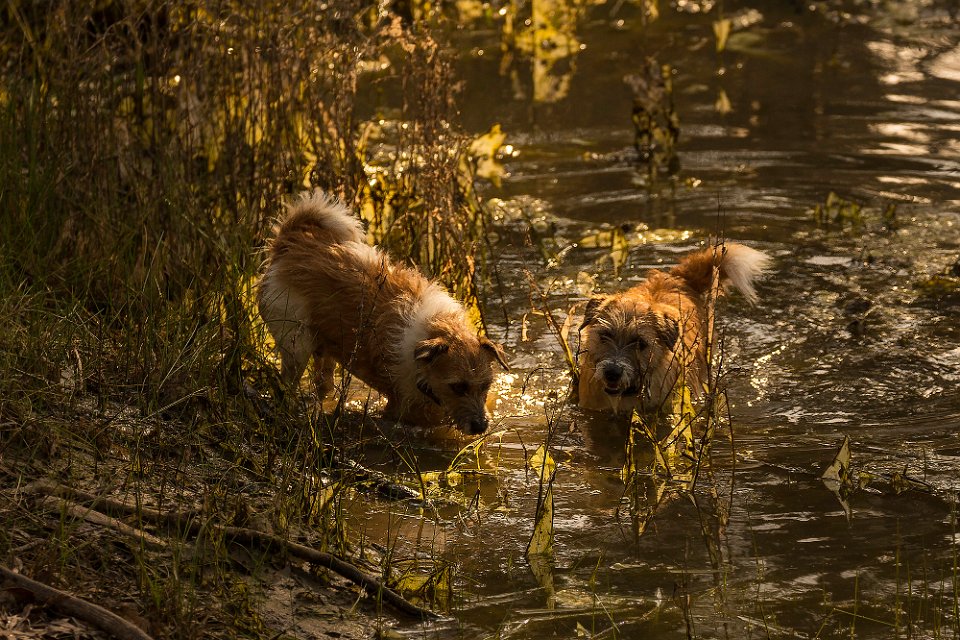 mucky pups2